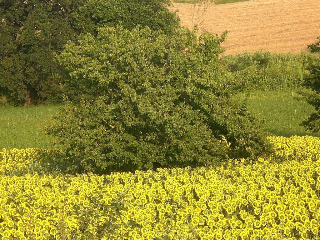 I Ciliegi Bed and Breakfast Osimo Εξωτερικό φωτογραφία